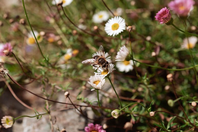 daisies