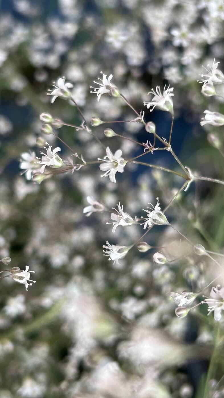 white flowers